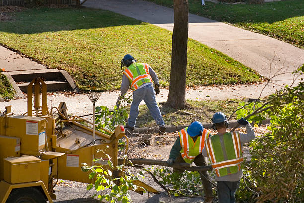 How Our Tree Care Process Works  in Halfway House, PA